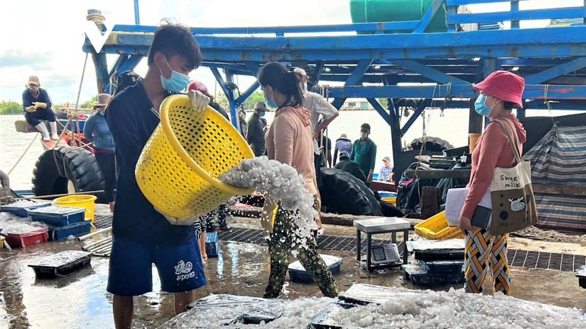 Một ngày nào đó, những chiếc ghe lại được ra khơi?