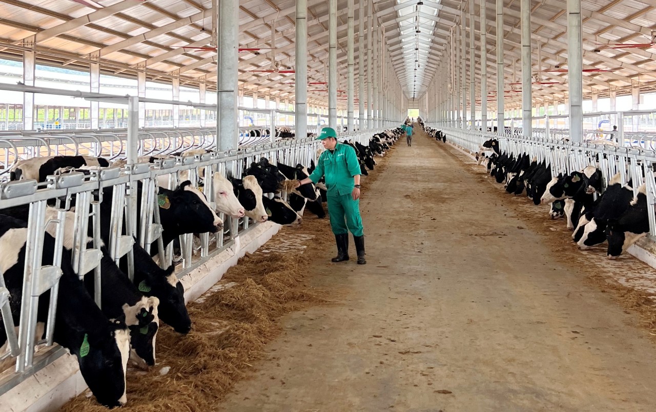 Đàn bò sữa được chăm sóc đặc biệt, sớm làm quen với điều kiện sống mới tại trang trại Vinamilk Lao-Jagro.