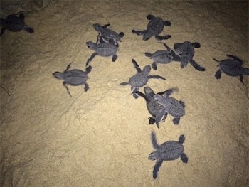 Đến Côn Đảo xem rùa mẹ đẻ trăm trứng mỗi đêm