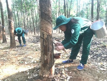 Trồng cao su tại Lào tiếp tục có hiệu quả trong những năm tới