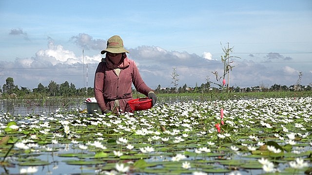 Ngắm hoa thủy nữ nở rộ mùa nước nổi