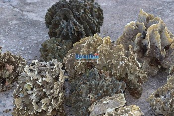 Tiêu hủy 27 cây san hô do ngư dân khai thác trái phép ở đảo Lý Sơn