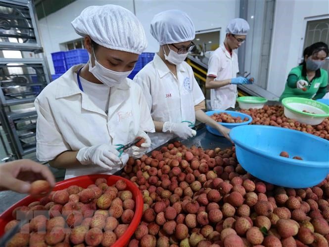 Bước tiến lớn đưa trái cây Việt Nam xuất khẩu sang Hoa Kỳ | Kinh doanh | Vietnam+ (VietnamPlus)