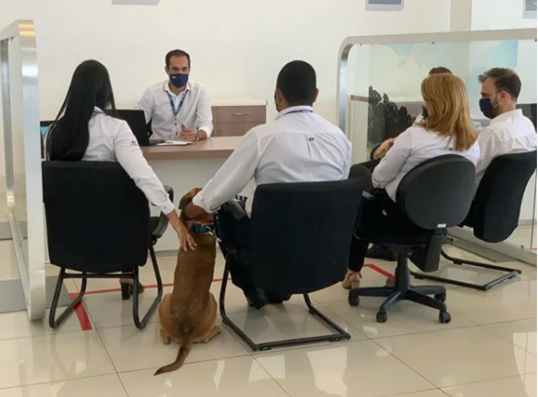 Chú chó hoang trở thành nhân viên của tập đoàn ô tô toàn cầu - Ảnh 5. Chú chó hoang trở thành nhân viên của tập đoàn ô tô toàn cầu - Ảnh 5.