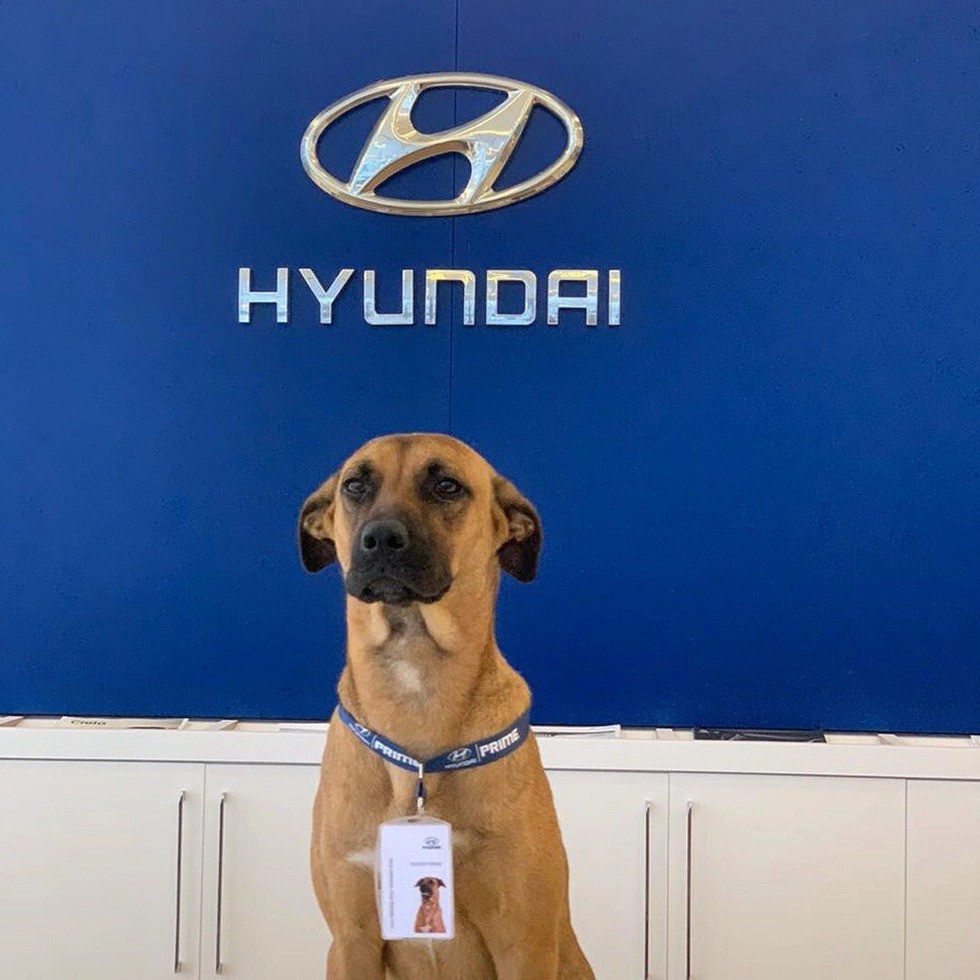 Chú chó hoang trở thành nhân viên của tập đoàn ô tô toàn cầu