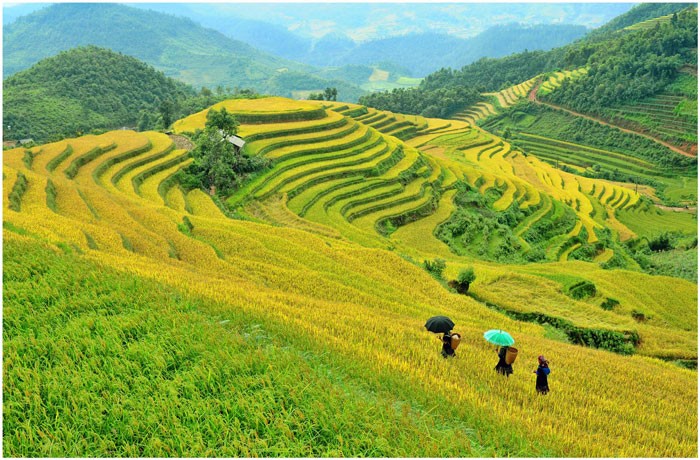 Thiên đường ruộng bậc thang ở Mù Cang Chải