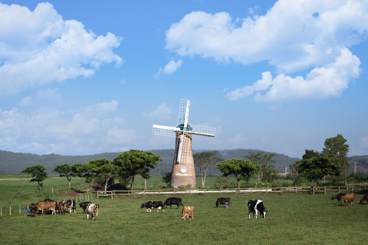 Trang trại bò sữa Vinamilk Organic Đà Lạt.