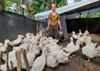 Cải thiện sinh kế cho người nghèo... nhờ vịt Cải thiện sinh kế cho người nghèo... nhờ vịt