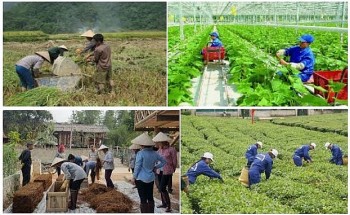 Hơn 57 nghìn lao động nông thôn tại Quảng Nam được hỗ trợ đào tạo nghề