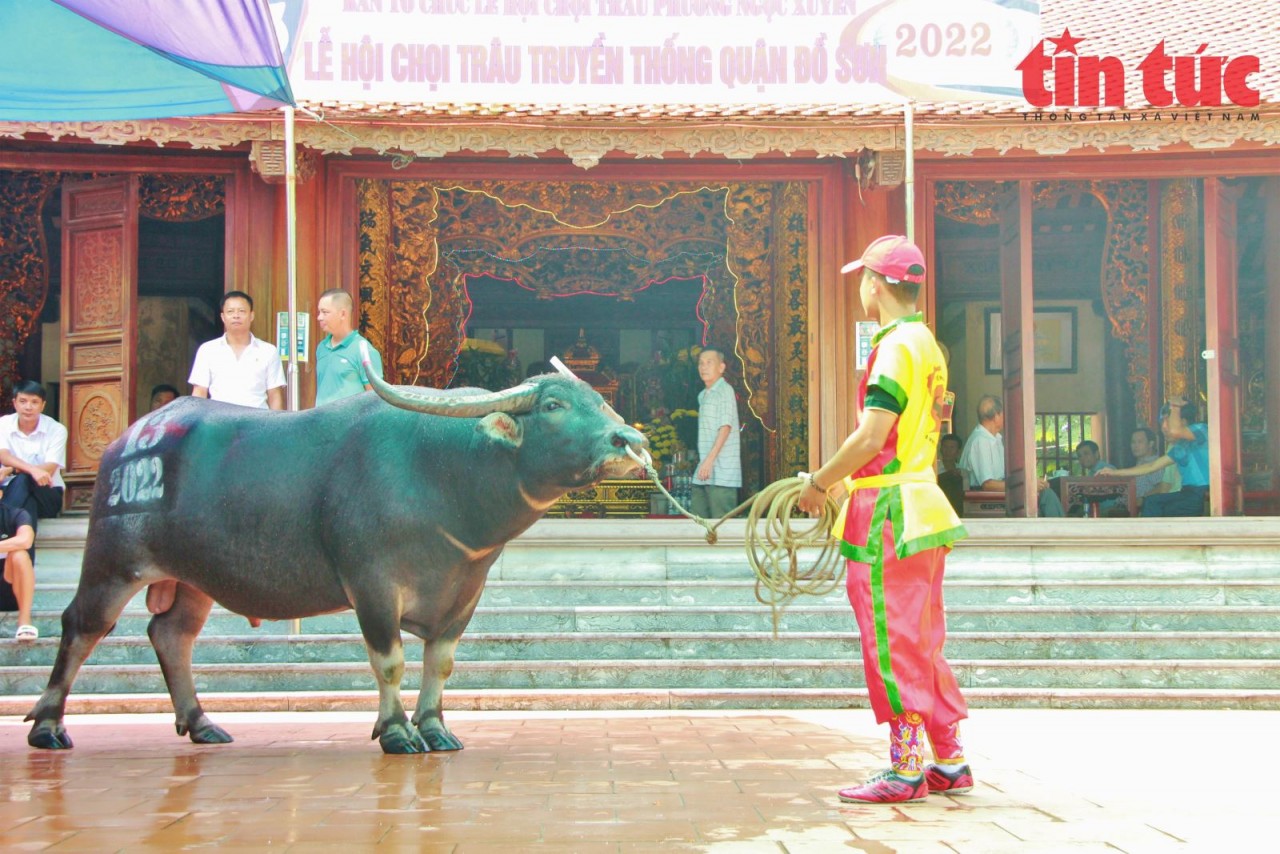 râu chọi bước tới phần chính điện tại đình làng. Trước và trong khi được tiến hành các nghi lễ, trâu chọi liên tục được vỗ nước làm mát và cho uống nước đảm bảo thể trạng tốt nhất trước ngày bước vào sới chọi.