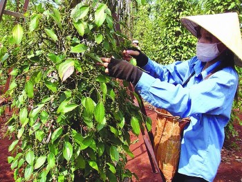 trung dong chau phi co nhu cau nhap khau gia vi rat lon tu viet nam