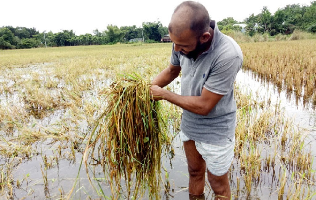 Bangladesh mua hàng trăm ngàn tấn gạo từ Việt Nam