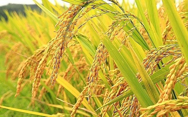 Thái Lan - Việt Nam thống nhất thỏa thuận hợp tác tăng giá lúa gạo