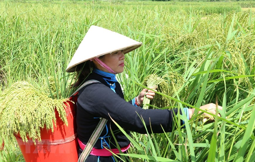 Những bông lúa ngoài nương khi thu hoạch có độ to vừa đủ la công đoạn quan trọng để sản phẩm cốm Bắc Hà được dẻo, ngon (Ảnh: Quốc Khánh/TTXVN).