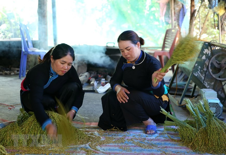 Những bông lúa sau khi được thi hoạch về sẽ được đập thủ công để cho những hạt lo, già rơi ra mới đảm bảo cho cốm Bắc Hà có thương hiệu đến ngày hôm nay (Ảnh: Quốc Khánh/TTXVN).