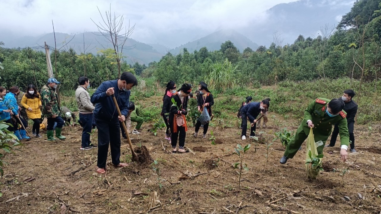 Đời quế, đời người Đời quế, đời người