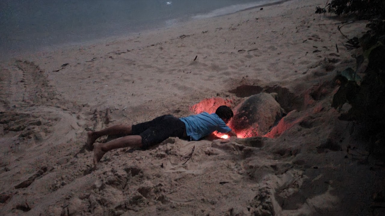 Côn Đảo: Hàng trăm nghìn rùa con đã được thả về biển