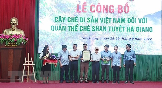 Trên 1.300 cây chè Shan Tuyết được công nhận là Cây Di sản Việt Nam | Văn hóa | Vietnam+ (VietnamPlus)