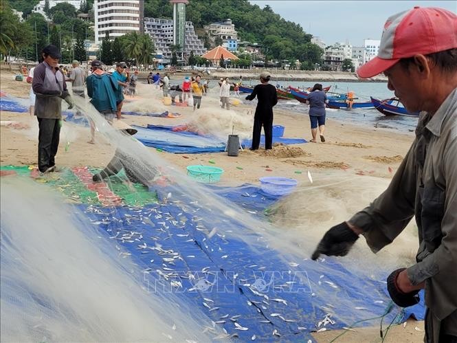 Ngư dân thành phố Vũng Tàu gỡ cá mai từ lưới sau chuyến đánh bắt trên biển. 