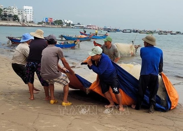 Ngư dân Vũng Tàu trúng lộc biển, thu cả triệu đồng mỗi ngày