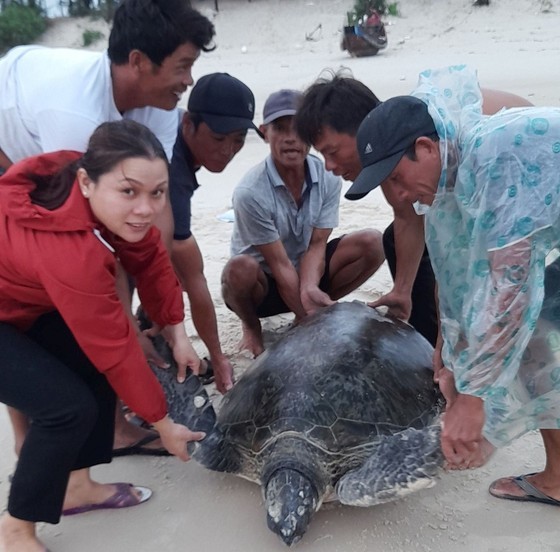 Cứu hộ một cá thể vích có trọng lượng gần 100kg trở về biển an toàn