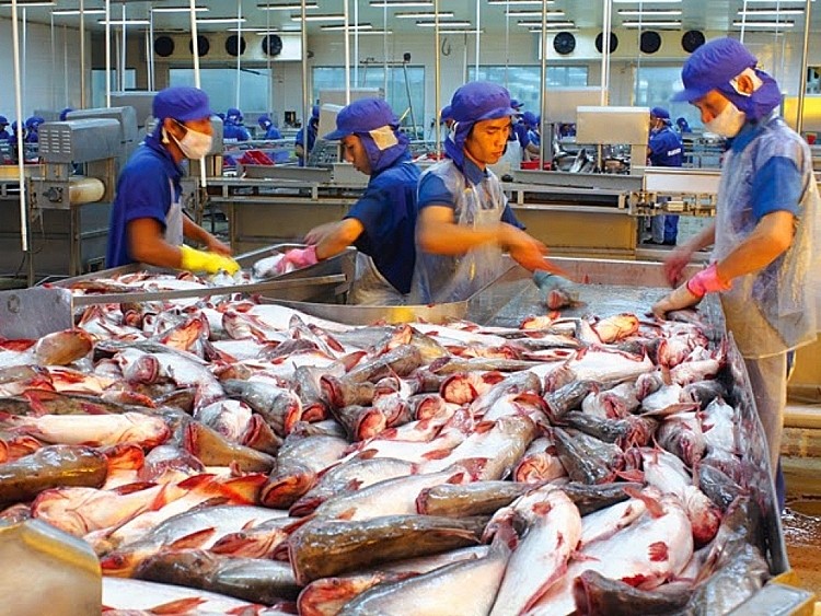 Thị phần xuất khẩu cá tra của Việt Nam sang ASEAN gần tương đương với thị trường EU