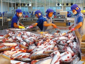 Xuất khẩu cá tra của Việt Nam sang ASEAN gần tương đương với thị trường EU