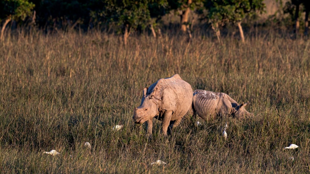 Tê giác là một trong những loài động vật hoang dã có nguy cơ tuyệt chủng cao (Ảnh: Money Control)