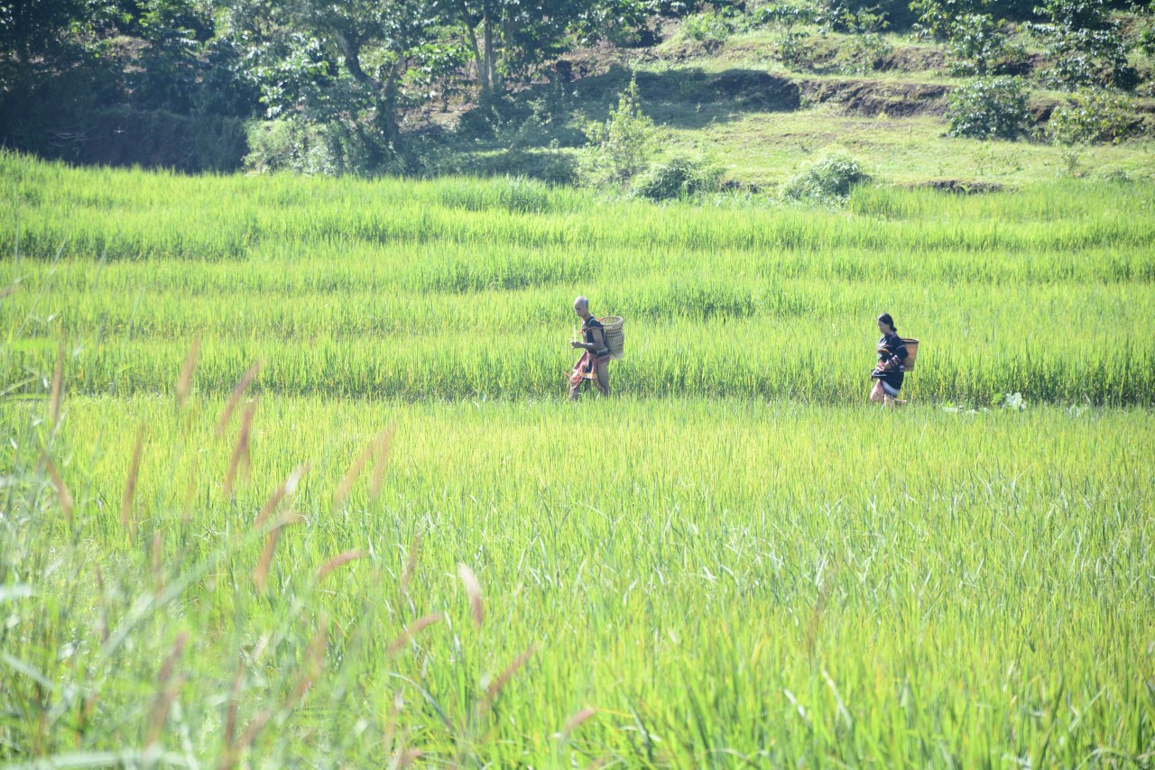 Gia đình ông Phăn tổ chức lễ Pơ Jrao với mong ước mùa màng bội thu (Ảnh: Phương Duyên).