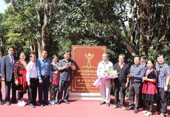 100 cây chè Shan tuyết cổ thụ Điện Biên được công nhận là Cây di sản Việt Nam