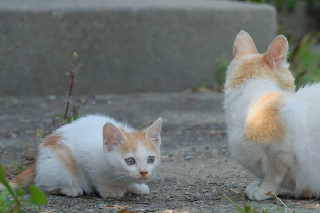 Có một điều đặc biệt, đó là không hề tồn tại bất cứ con chó nào trên những hòn đảo mèo này.