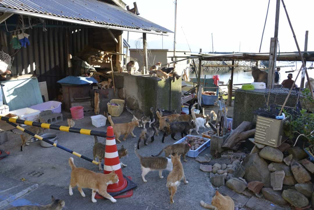 Để đến được Đảo mèo, du khách có thể di chuyển bằng một chuyến phà khởi hành từ Cảng Nagahama mất khoảng 30 phút. Tuy nhiên, do thiếu các tiện nghi sinh hoạt trên đảo nên du khách chỉ có thể ghé tham quan và rời đảo ngay trong ngày.