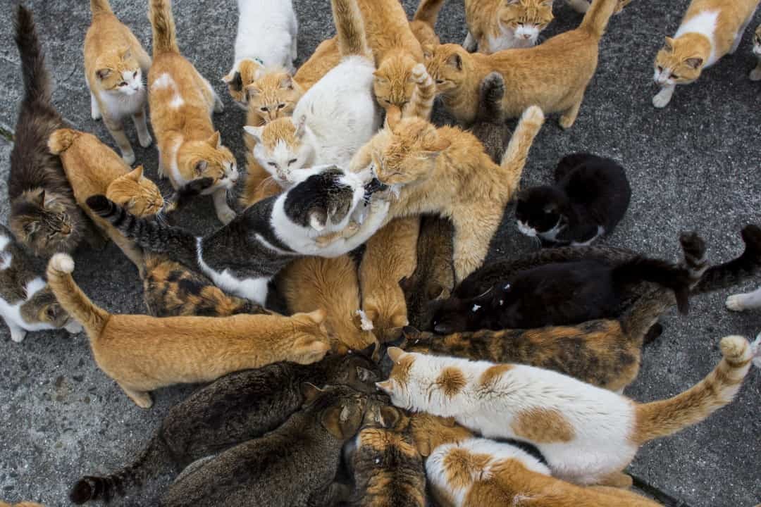 Độc đáo đảo mèo ở Nhật Bản