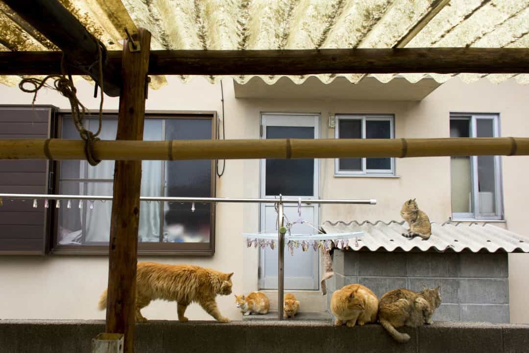 Mọi không gian trên đảo đều trở thành chỗ ở của mèo nếu chúng muốn. Bậc tam cấp, bậu cửa sổ hoặc mái nhà đều hiển nhiên trở thành bất động sản miễn phí thuộc quyền sở hữu của những chú mèo.