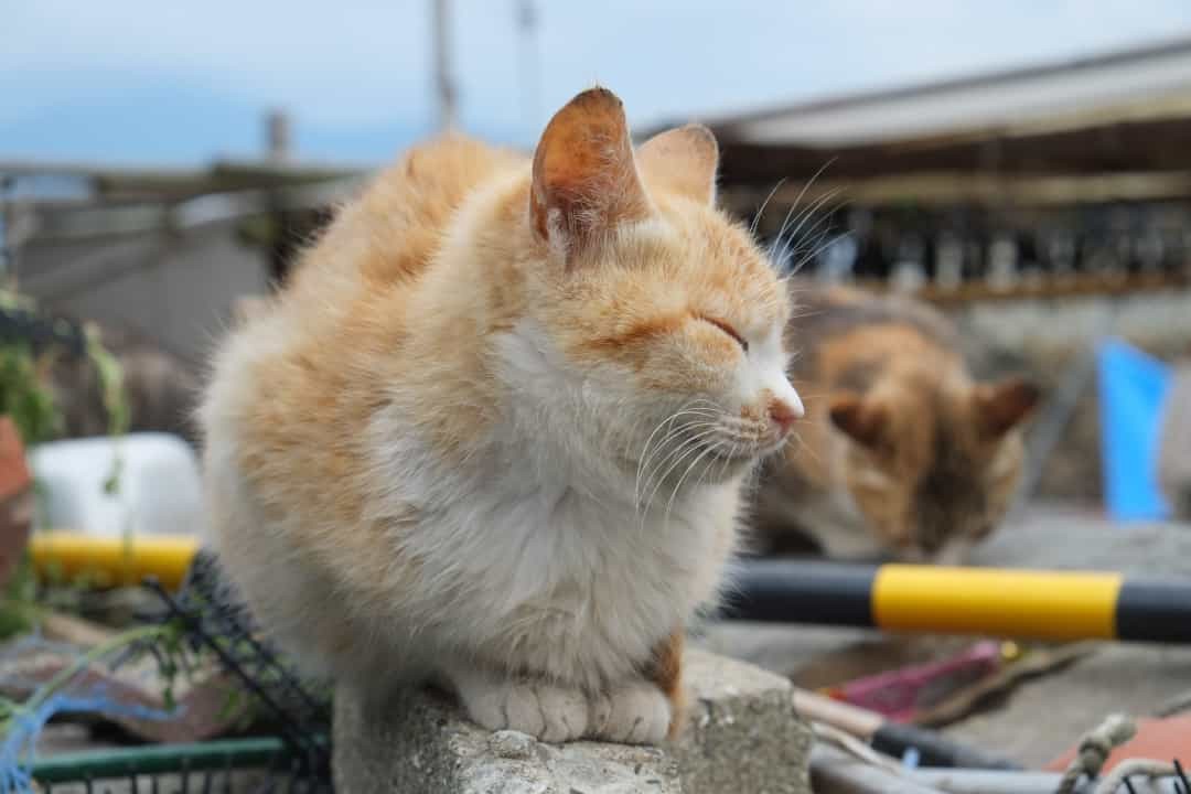 Độc đáo đảo mèo ở Nhật Bản
