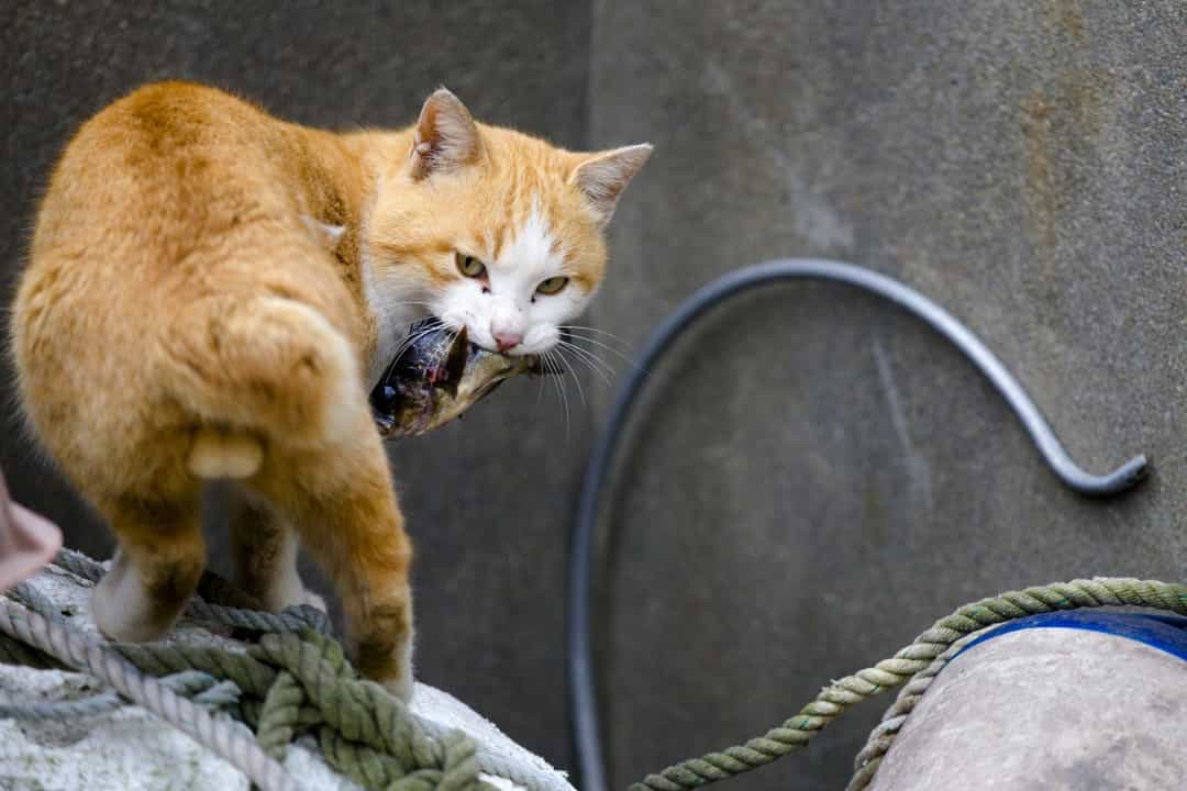 Khám phá đảo mèo ở Nhật Bản