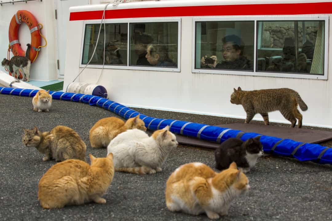 Người dân Nhật Bản rất yêu mèo. Có nhiều quán cà phê mèo nổi tiếng ở thủ đô Tokyo chuyên phục vụ cho những người yêu mèo nhưng không thể nuôi thú cưng ở nhà vì không đủ điều kiện, hoặc không đáp ứng được các quy định nghiêm ngặt của chính quyền để có thể nuôi được mèo ở nhà.