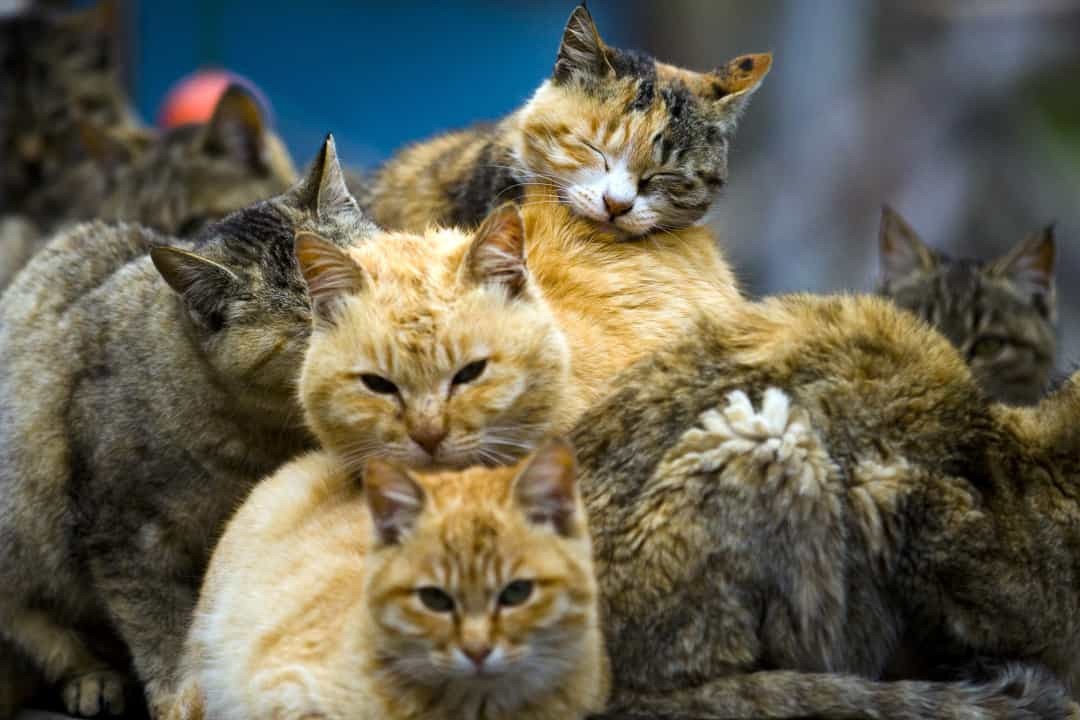 Cũng như người dân địa phương, du khách tin rằng, càng nhiều mèo thì sẽ càng mang lại cho con người thêm nhiều may mắn và hạnh phúc.