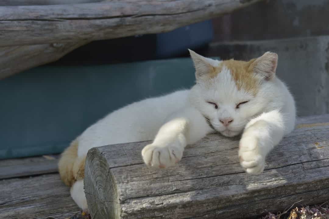 Chúng chỉ việc ăn, nô đùa và ngủ. Những con mèo trên đảo này luôn cảm thấy thoải mái và tự nhiên như thể đây chính là ngôi nhà thật sự của chúng.