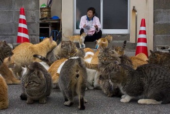 Khám phá đảo mèo ở Nhật Bản