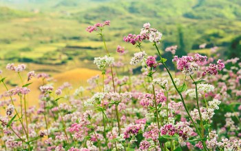 Vẻ đẹp mùa hoa tam giác mạch