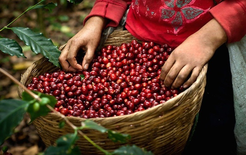 Xuất khẩu cà phê của Việt Nam năm 2022 có thể đạt mốc kim ngạch 4 tỷ USD