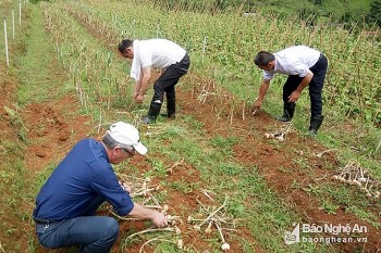JICA hỗ trợ huyện biên giới Kỳ Sơn (Nghệ An) xúc tiến dự án phát triển chuỗi giá trị cho tỏi Sanuki