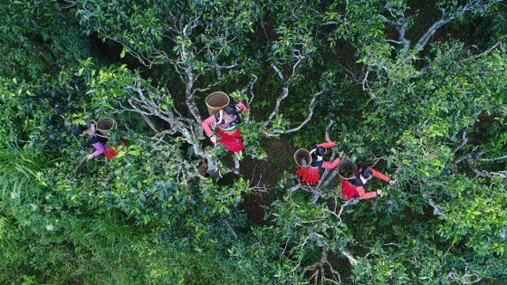 Từ chung trà Đại hồng bào Vũ Di nghĩ tới trà shan tuyết cổ thụ Việt Nam