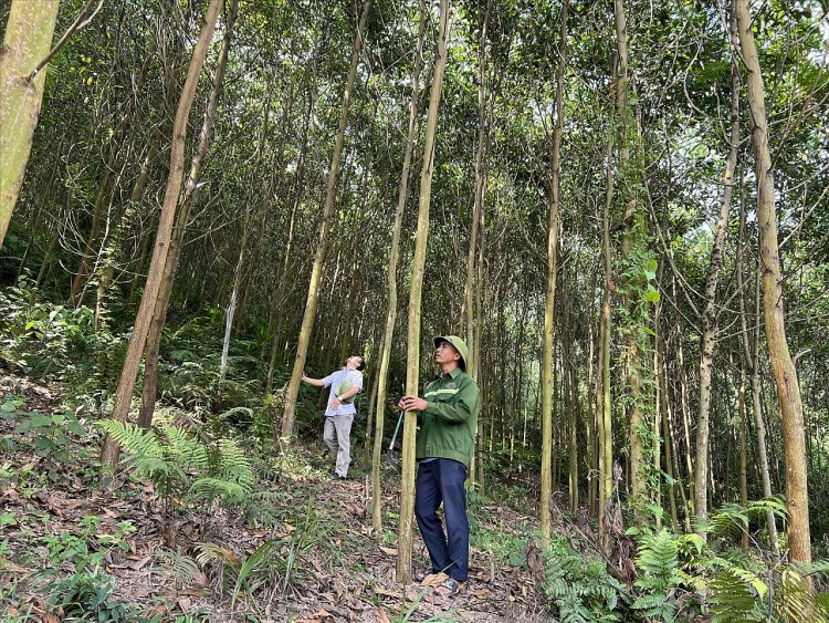 Trưởng thôn Sầm Văn Páo (người đội mũ) bên vườn rừng.