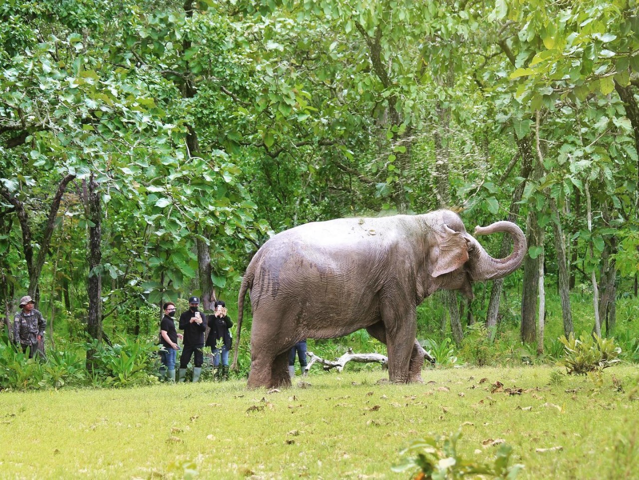 Mục tiêu của dự án nhằm triển khai mô hình hoạt động du lịch thân thiện với voi, chấm dứt các hoạt động du lịch cưỡi voi. (Ảnh: AAF)