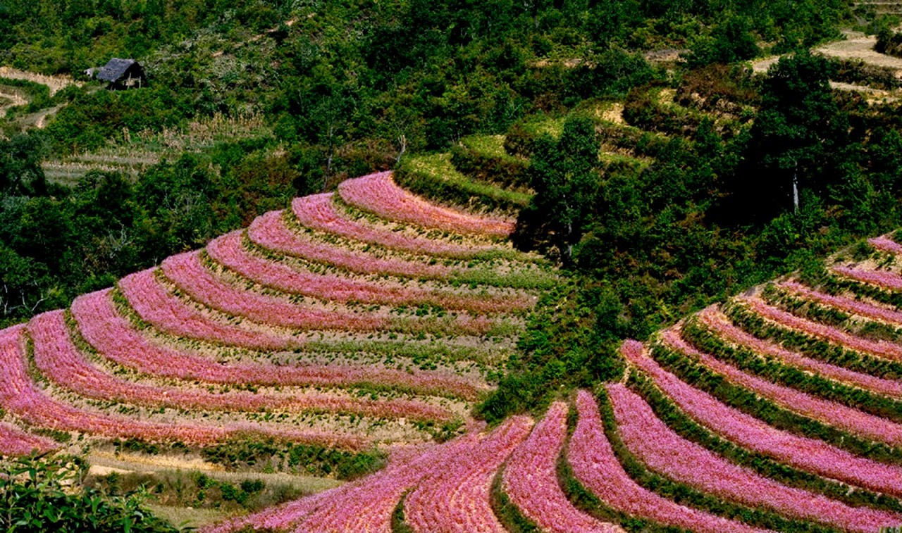Đến Hà Giang mùa tam giác mạch để chiêm ngưỡng cánh đồng hoa bát ngát (Ảnh: Tuấn Nguyễn Travel).