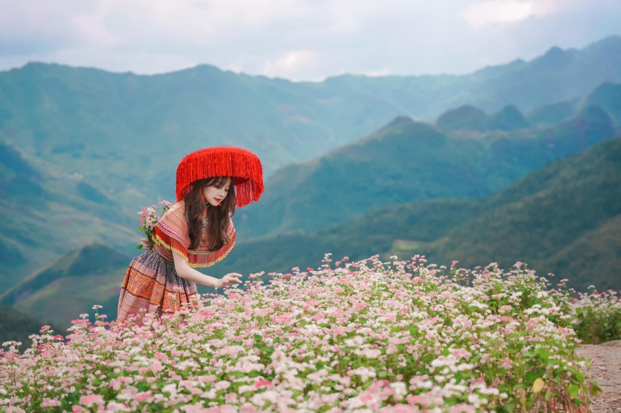 Nhiều bạn trẻ lực chọn mùa hoa tam giác mạch để đi du lịch Hà Giang (Ảnh: Thu Hà).