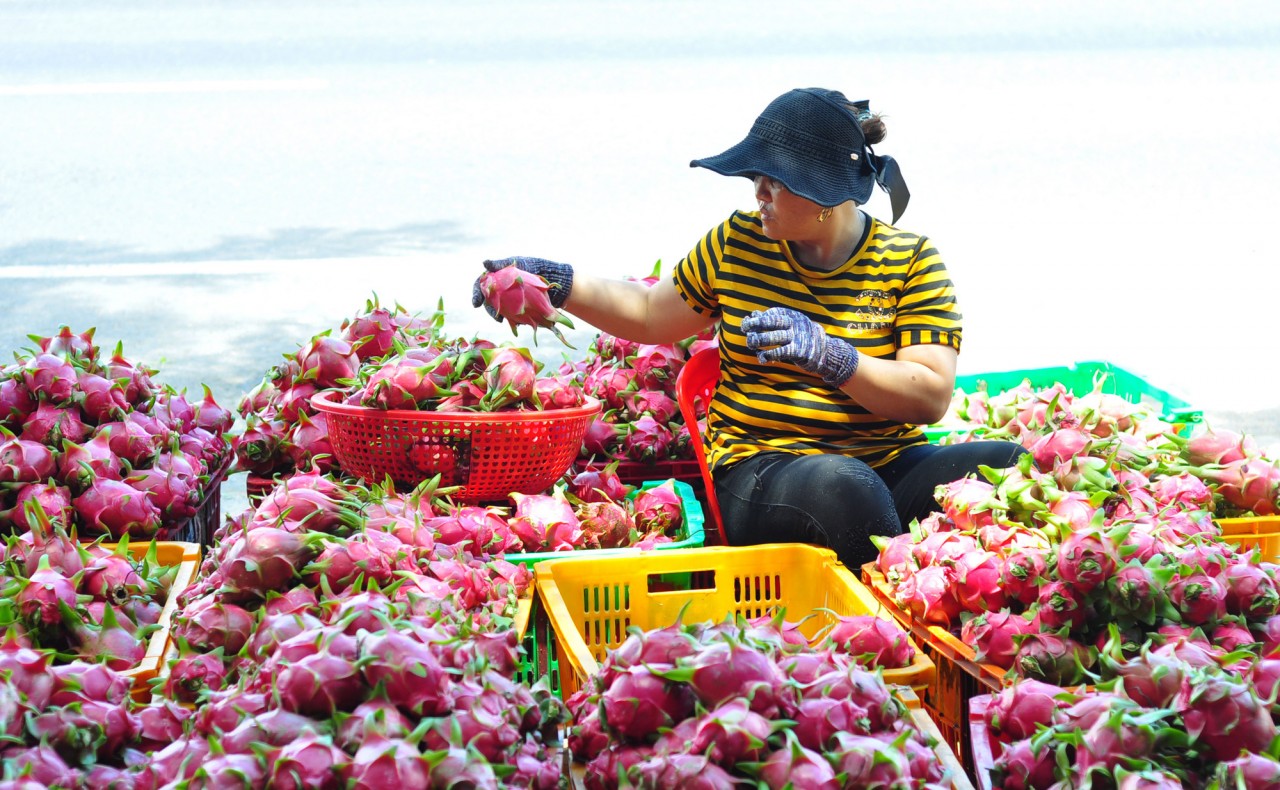 Xuất khẩu rau quả sang thị trường Trung Quốc tăng mạnh | Báo Công Thương