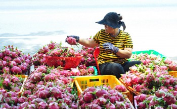 Xuất khẩu rau quả sang Trung Quốc tăng mạnh